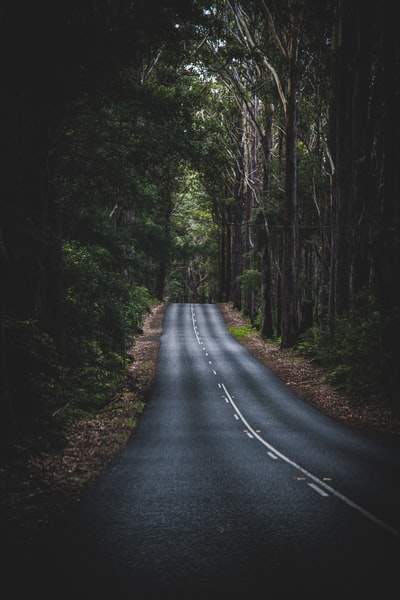 森林中路